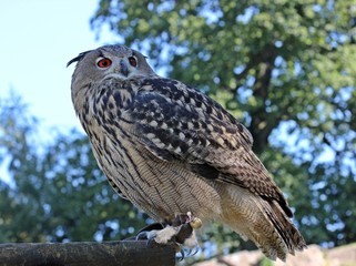 Uhu (Bubo bubo)