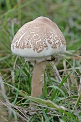 Riesenschirmling am Dörnberg