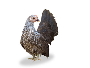 A small bantam rooster hen  on a white background