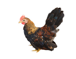 A small bantam rooster hen  on a white background