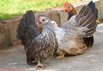 bantam in farm