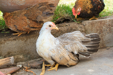 bantam in farm
