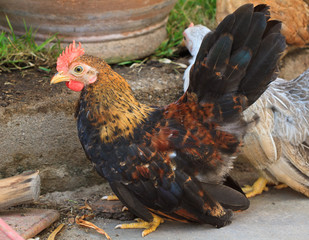 bantam in farm