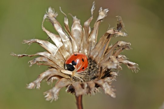 Marienkäfer auf verblühter Skabiosen-Flockenblume