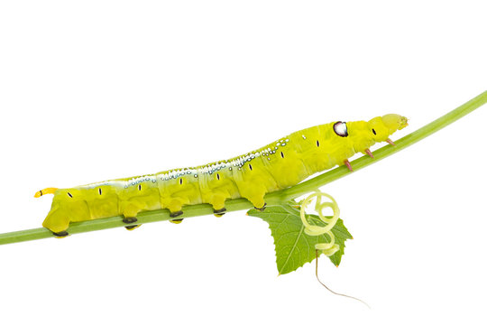 Green caterpillar on white background