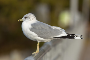 seagull close up
