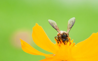 Bee on pollen of yellow flower