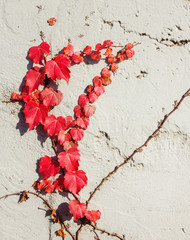 Red vine plant on the wall