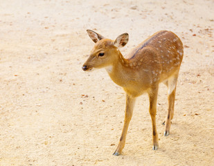 Female roe deer