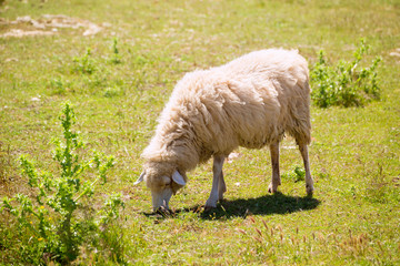 Obraz na płótnie Canvas Sheep grazing grass in Menorca Balearic