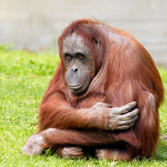 Bornean orangutan © iLight photo