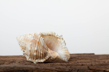 sea shell on wooden board