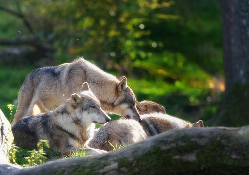gray wolves