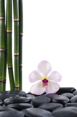 Macro of orchid with bamboo grove on pebbles