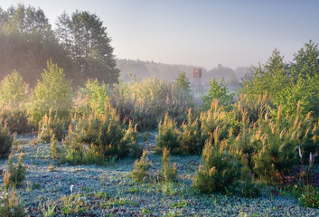 Foggy meadow landscape