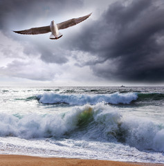Sea gull