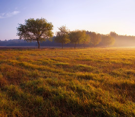 sunrise over foggy meadow