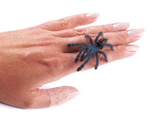 Tarantula spider (Avicularia versicolor), a woman's hand