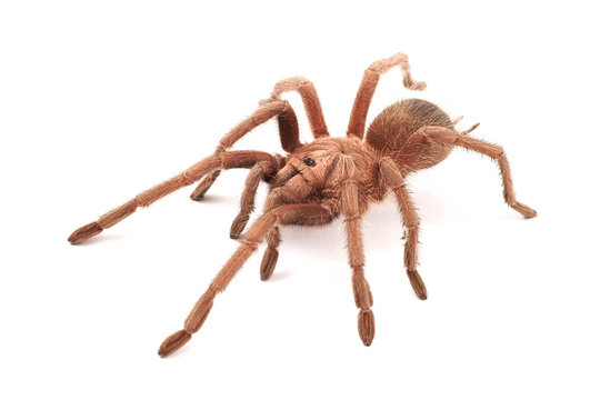 Hispaniolan Giant Tarantula (Phormictopus cancerides), female
