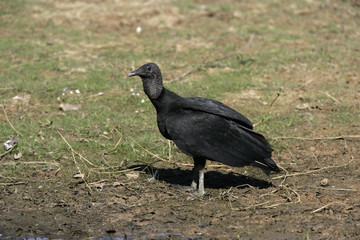 Black vulture, Coragyps atratus