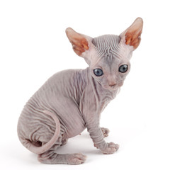 Sphynx kitten isolated on white background
