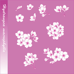 Hydrangea macrophylla element design