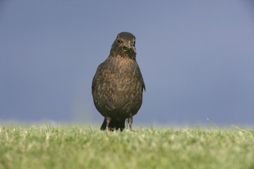 Blackbird, Turdus merula
