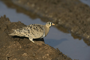 Black-faced sandgrouse, Pterocles decoratus