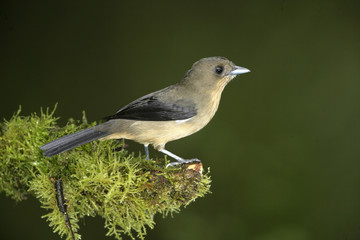 Black-goggled tanager, Trichothraupis melanops,