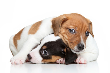 Jack-Russell terrier puppies