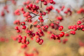 Bunch of hawthorn red berries on the branch.