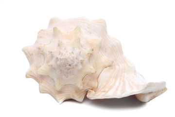 Sea shell. Close up.