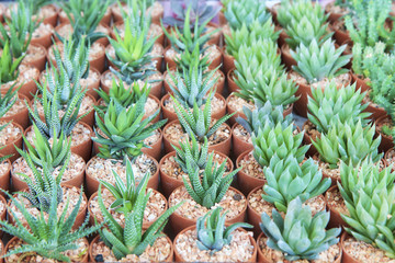 Obraz premium Flower pot with variety of succulents in the plant store
