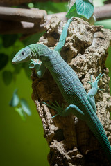 Naklejka premium Varan emeraude