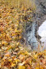 Leaves on the edge.