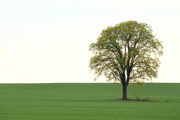Fototapeta premium Tree on green field