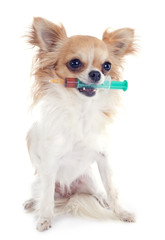 chihuahua and syringe