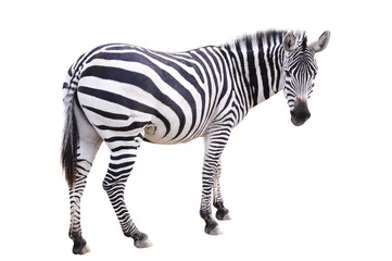 Tuinposter Zebra zebra © JeanBrummel