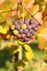 autumn season in vineyard