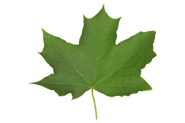 Fototapeta premium Green maple leaf