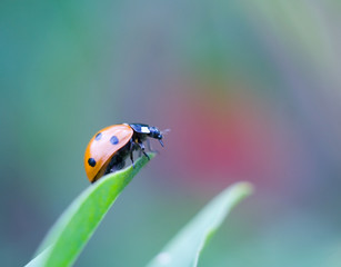 ladybug on grass leaf