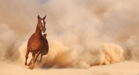 Purebred Arabian Stallion - 58293227