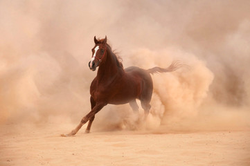 Purebred arabian horse running in desert