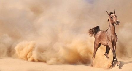 Purebred arabian horse running in desert - 58293255