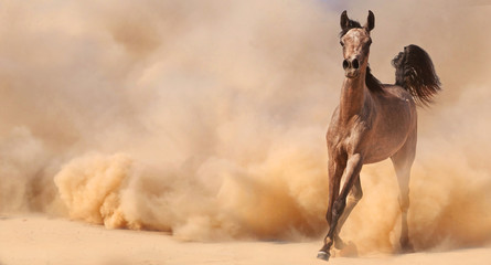 Purebred arabian horse running in desert - 58293259