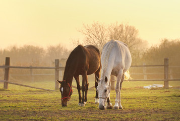 two horses on ranch - obrazy, fototapety, plakaty