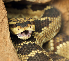 rattlesnake