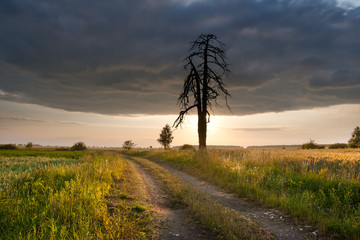 Fototapeta premium Sunset over field
