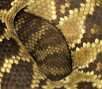 snake skin texture