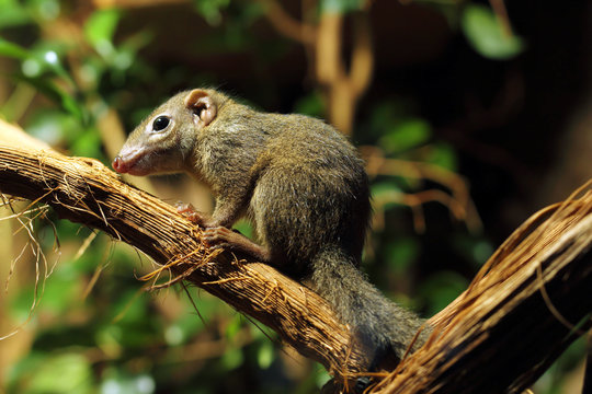 Tree Shrew